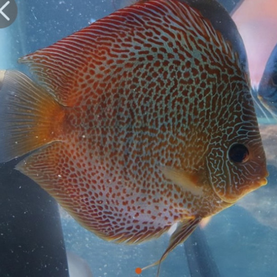 discus à front plat