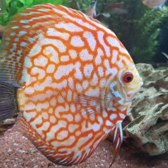 discus malformé