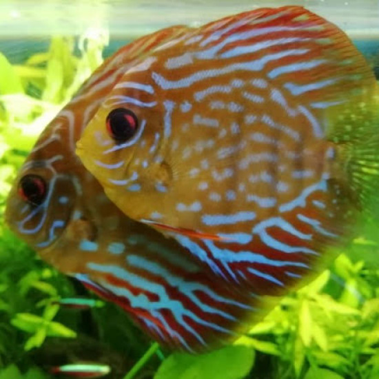 discus nanisme, nanifiés