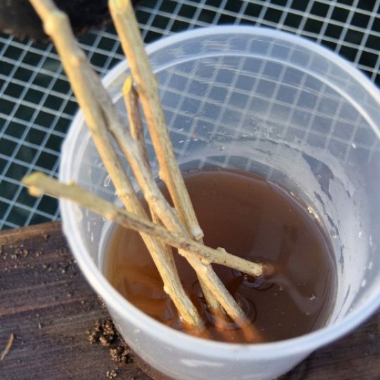 gel de saule pour aquarium