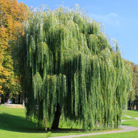 Saule Pleureur (Salix Babylonica)