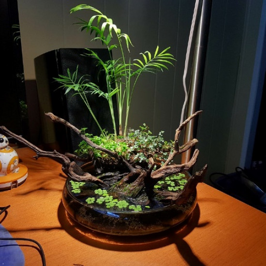 wabi kusa plante imagination