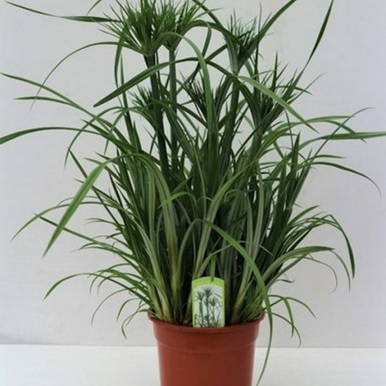 wabi kusa plante Cyperus