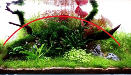 aquascaping convexe