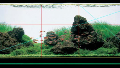 aquascaping point focal double