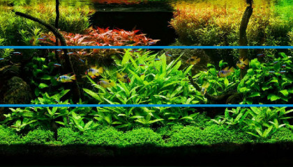 aquascaping lineaire