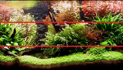 aquascaping lineaire