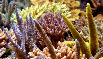 coraux espacés