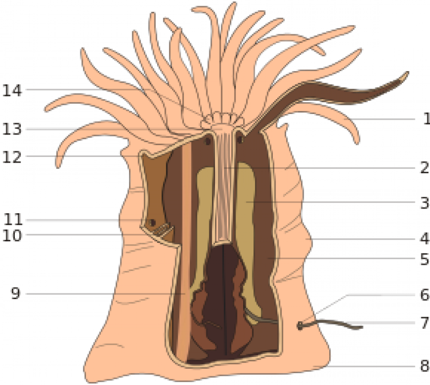 anatomie anemone