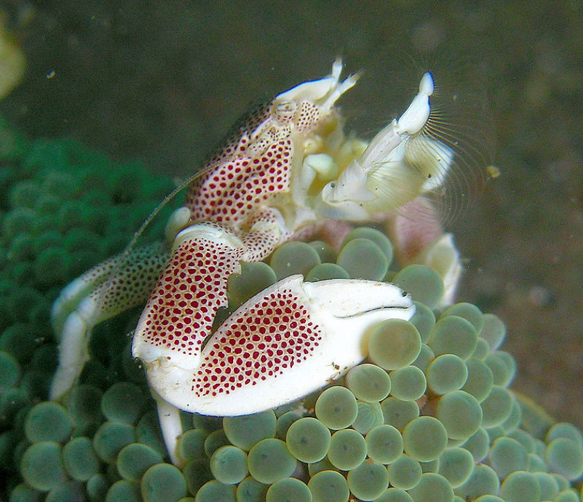 Crabe Porcelaine Neopetrolisthes Maculatus