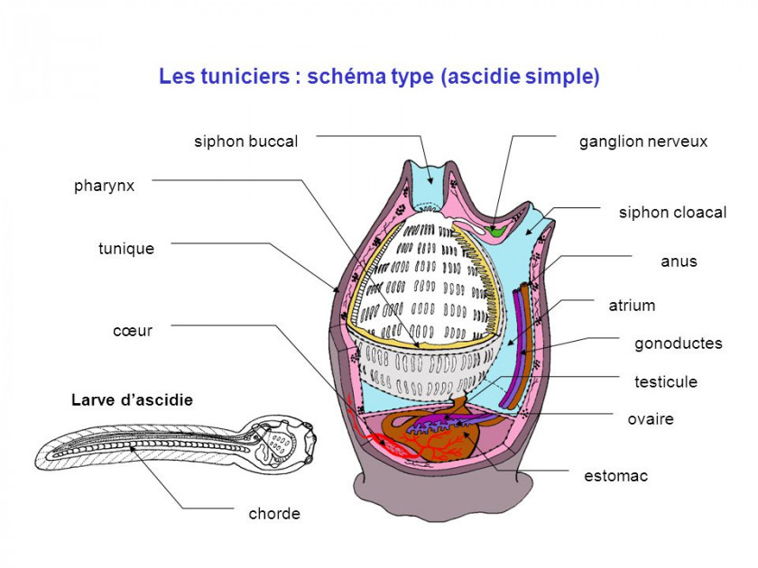 tuniciers