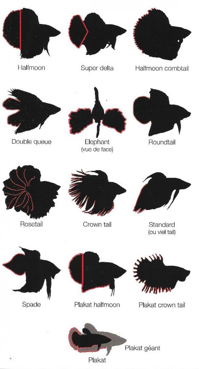 betta forme et mutation