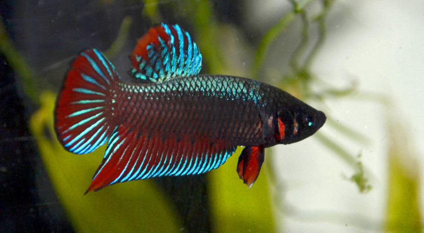 Betta Splendens sauvage