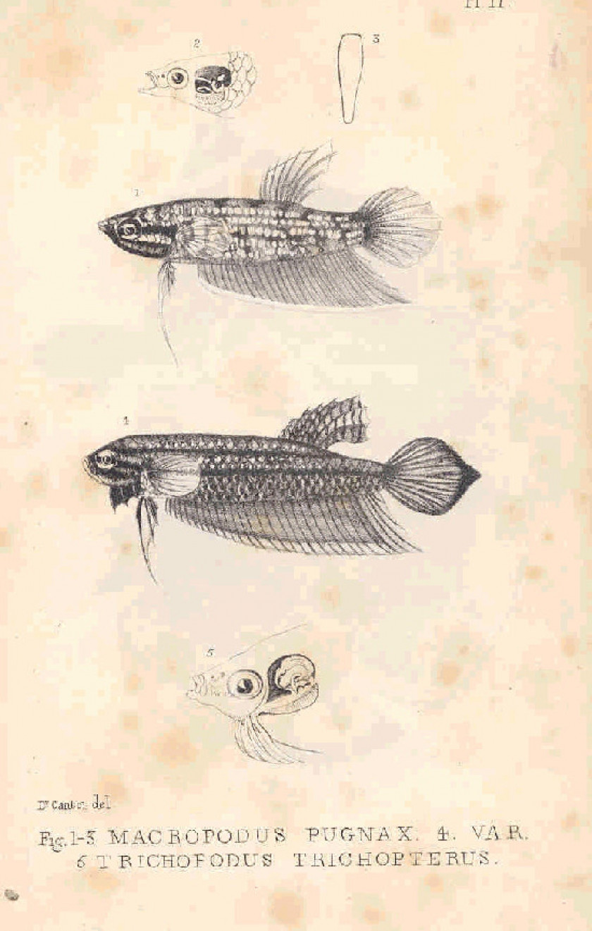 Poisson combattant mâle - Betta splendens, Poissons combattants, Poissons  labyrinthes, Poissons, Invertébrés & Co.