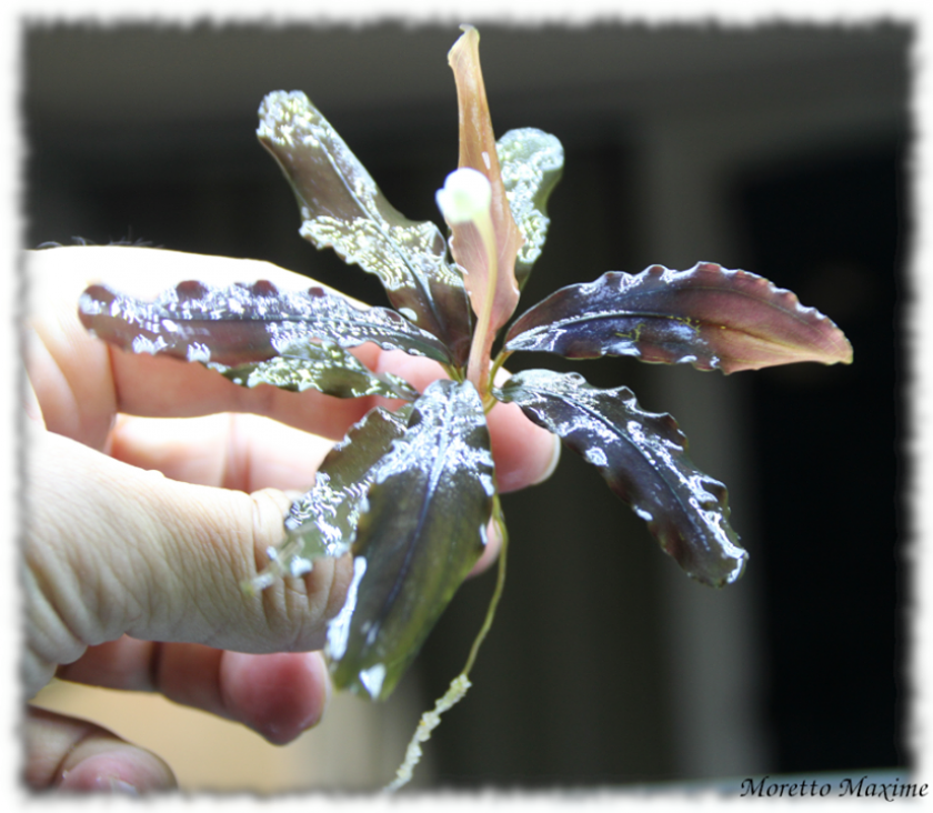 bucephalandra