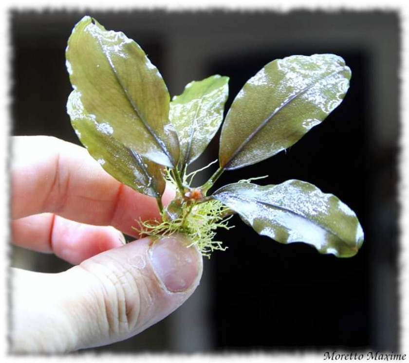 bucephalandra