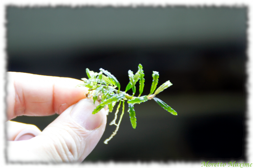 bucephalandra