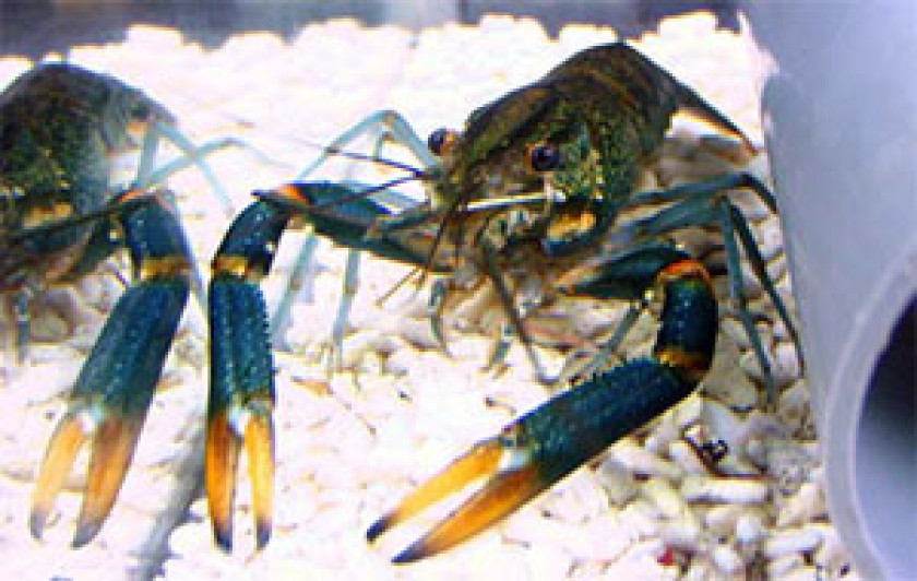 cherax albertisii