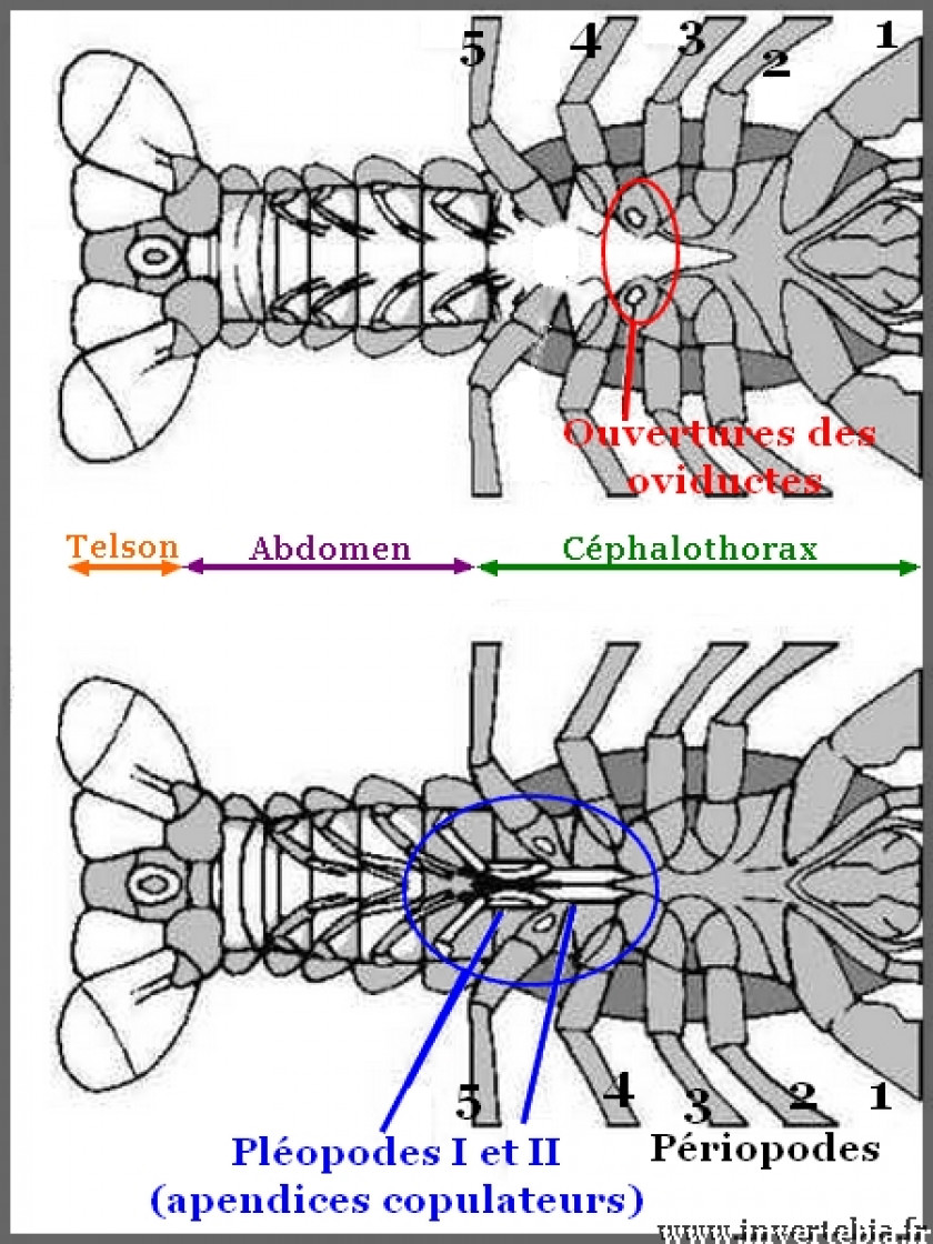 Cherax difference male femelle