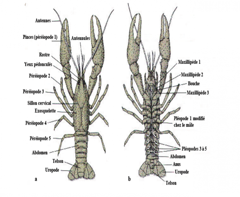 Cherax Morphologie