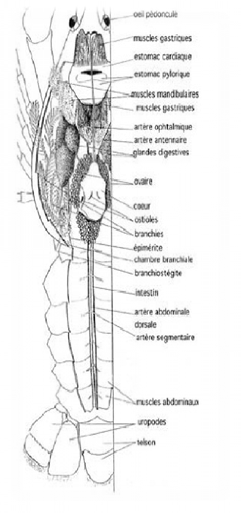 Cherax Morphologie