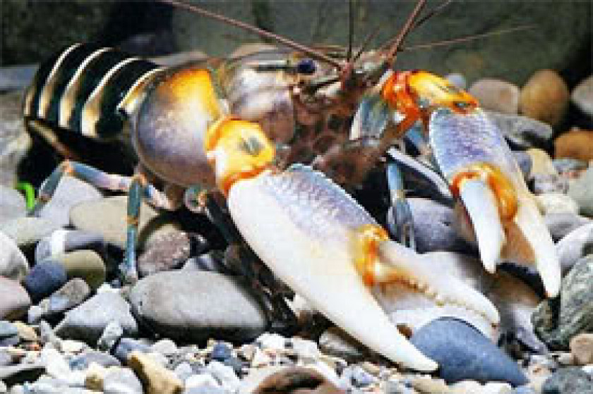 cherax peknyl