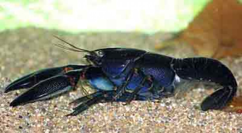 cherax preissii