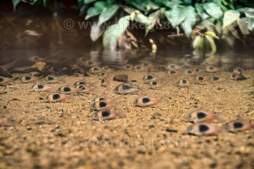 Corydoras Aeneus en milieu naturel