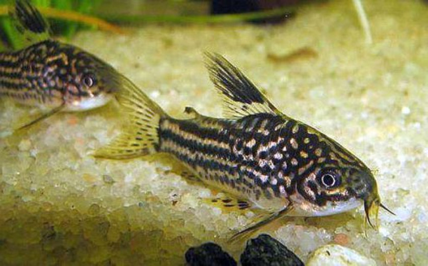 Corydoras Elegans