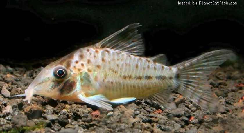 Corydoras Orphnopterus