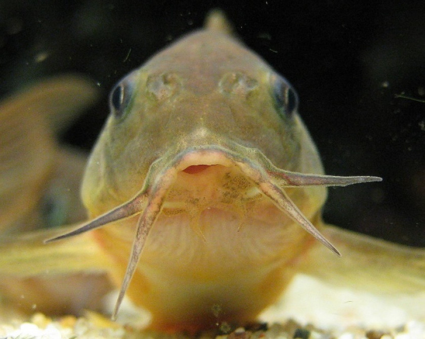 Barbillons de Corydoras