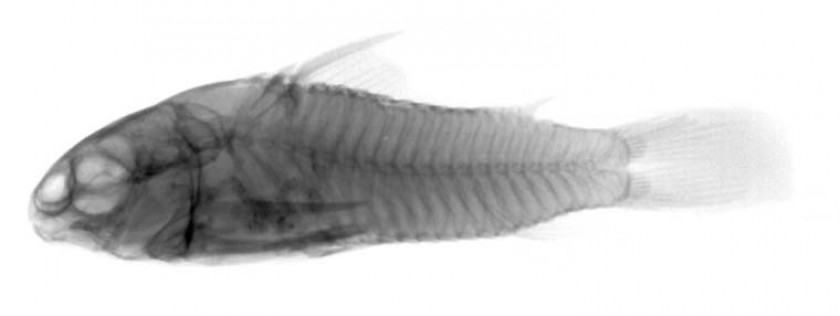 Radio corydoras nez pointu