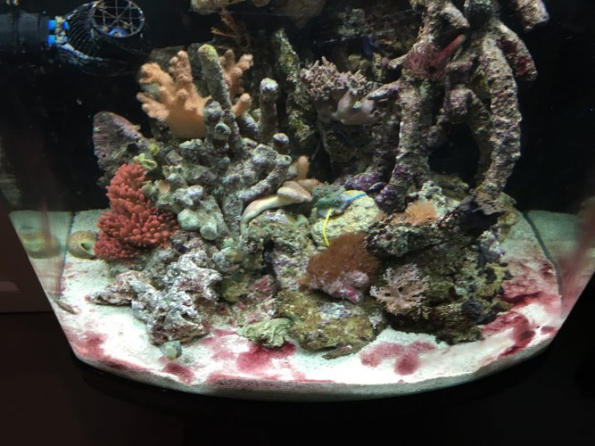 taches de cyano aquarium recifal