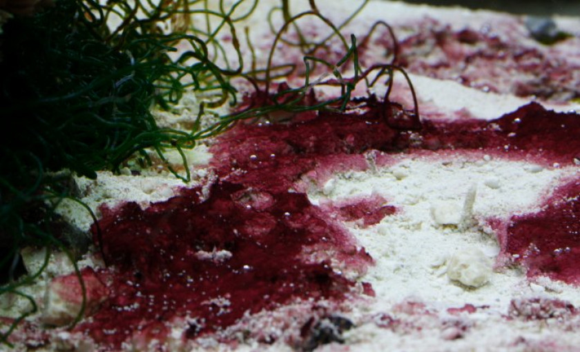 exemple de cyanobacterie en aquarium eau de mer, recifal