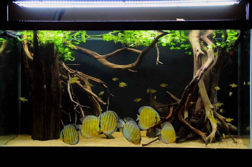 Installation d'un aquarium de 450 litres : création d'un sol nutritif «  maison ». –