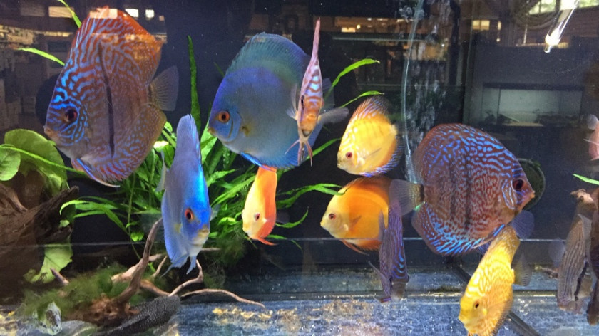 discus en magasin