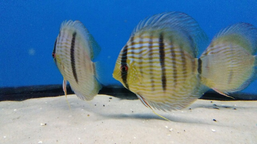 discus sauvage le vrai discus