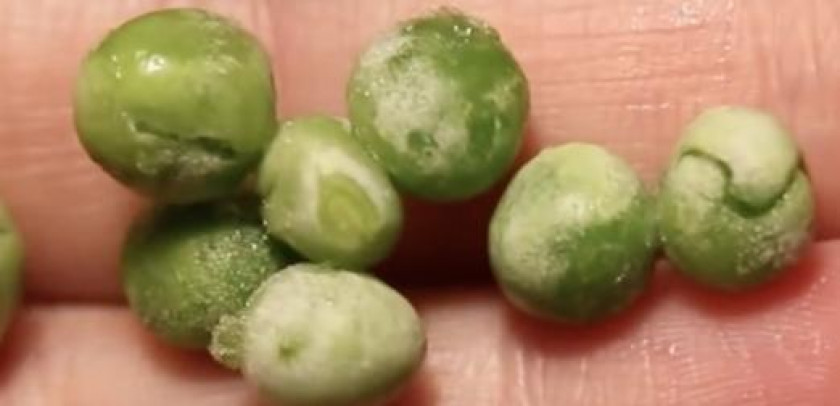 Petits pois pour poissons