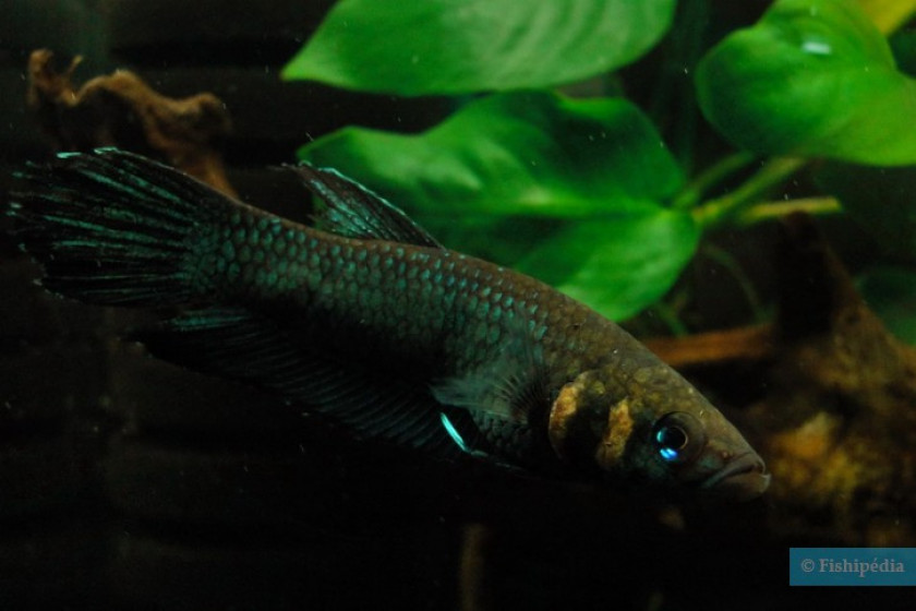 Strohi (Photo Fishipedia)