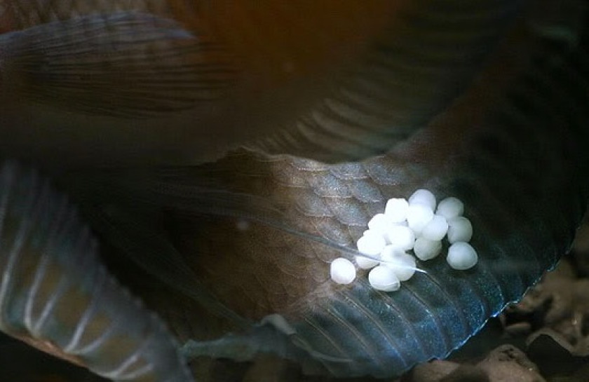 Ocellata mâle avec les œufs sur sa queue (Photo Ikanpemburu)