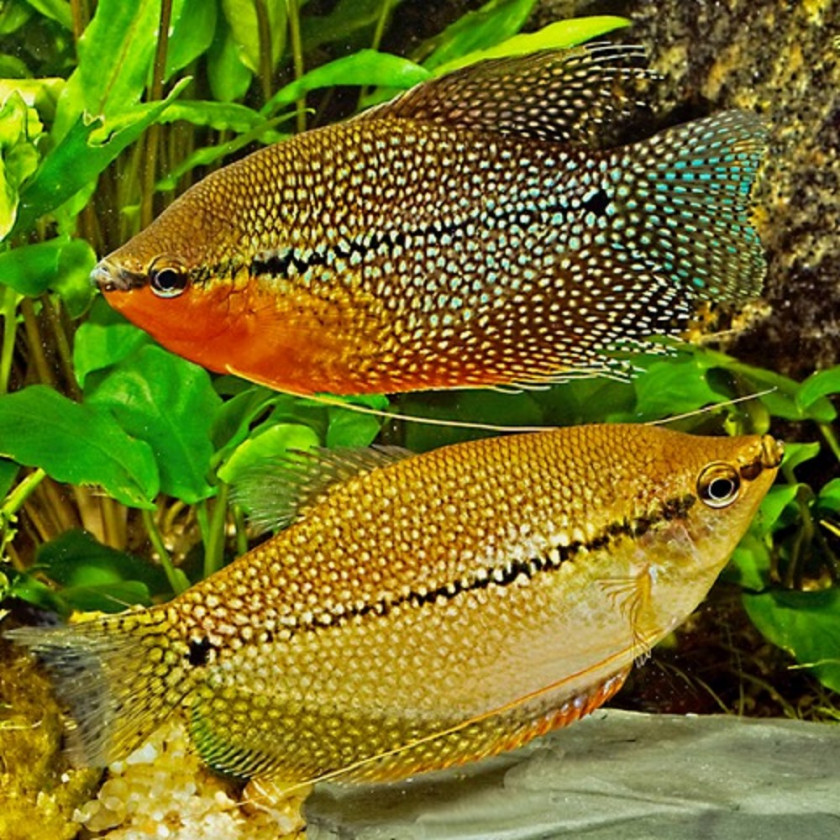 Couple de Trichopodus Leerii (mâle en haut)