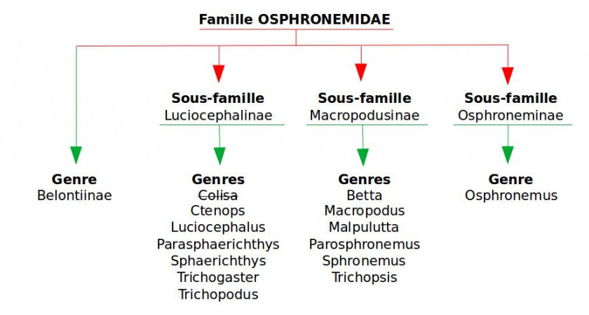 Familles, sous-familles et genre des gouramis