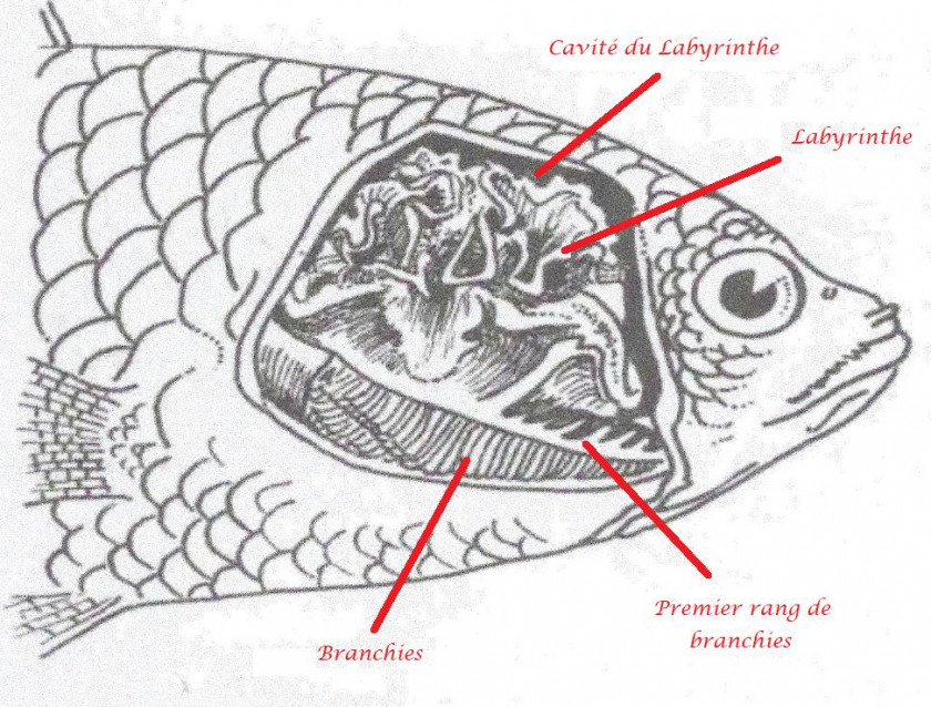 labyrinthe poisson gourami