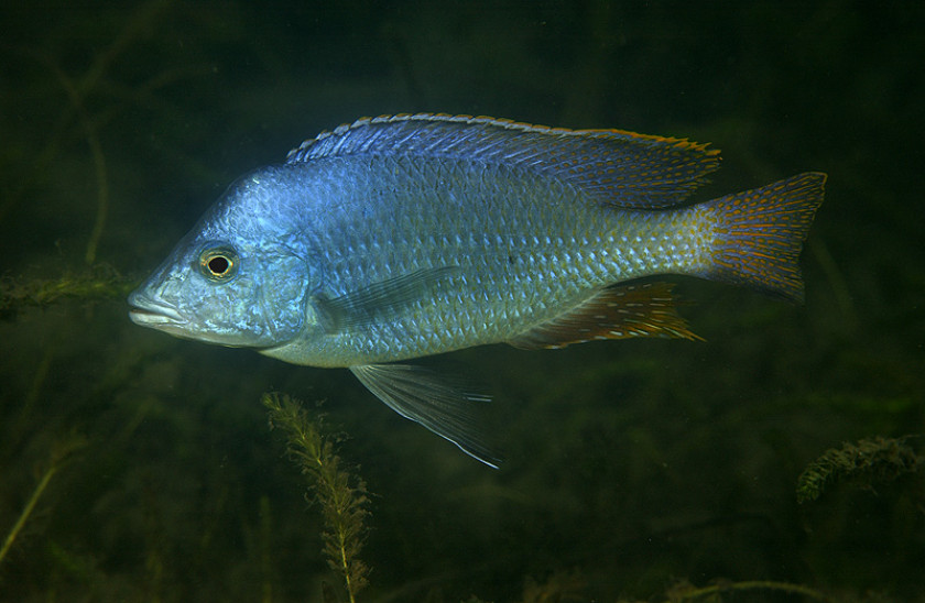 Hemitilapia Oxyrhyncha