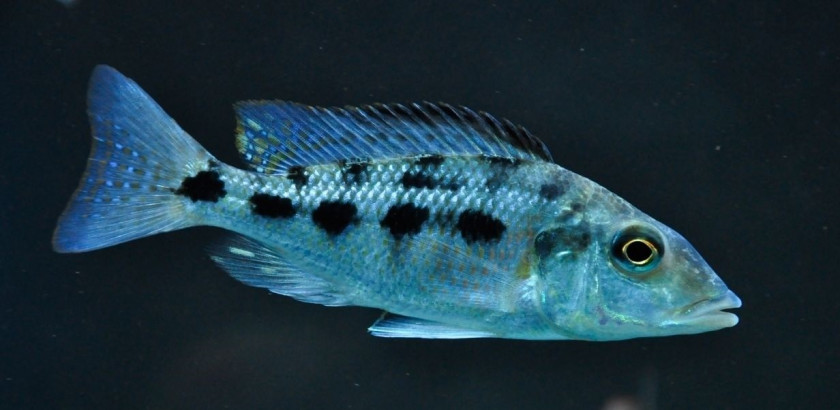 Fossorochromis Rostratus