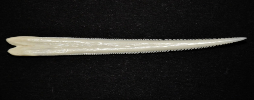 Epine de Raie Vermiculée (Potamotrygon Falkneri) – 11,5 cm