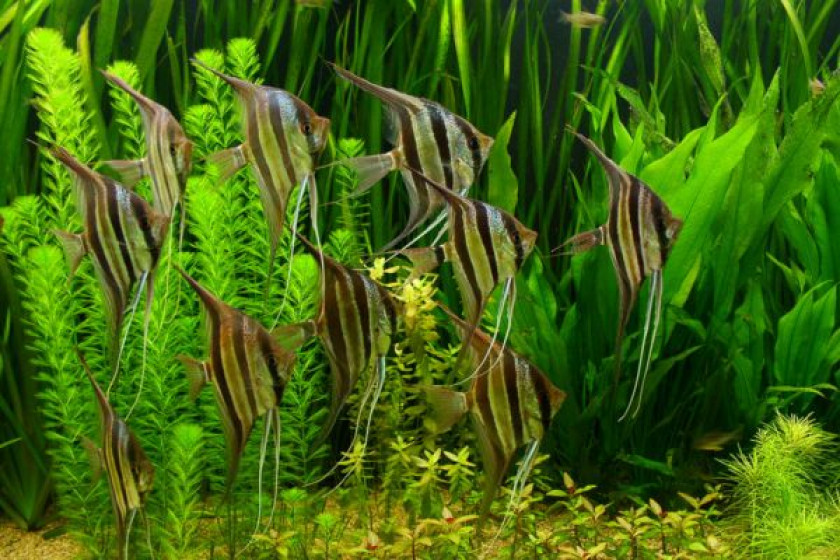 Banc de Pterophyllum Altum «Orinoco» en aquarium