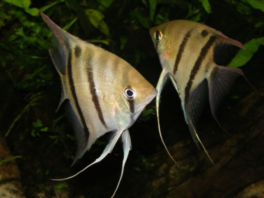 Pterophyllum Leopoldi