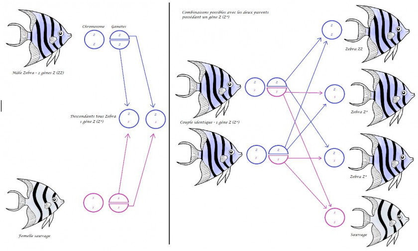 Mutations scalaires