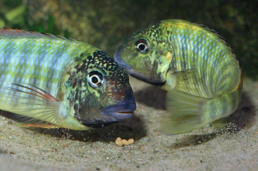 Simochromis Diagramma